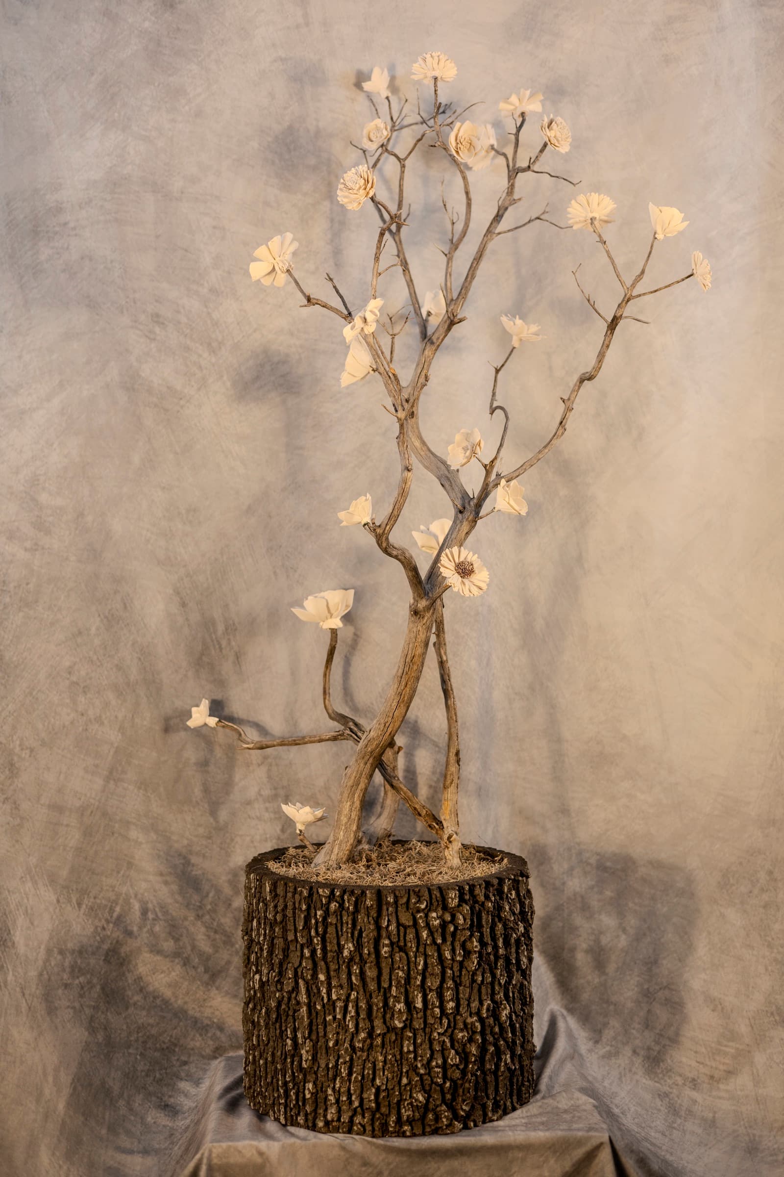 Kodama
